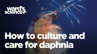 Caring and Culturing for Daphnia [upl. by Relyk243]