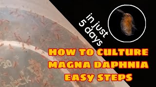 How to Culture Magna Daphnia Easily [upl. by Sandeep]