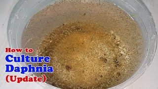 How to Culture Daphnia Update with ZERO Cost  Unlimited Live Food for Our Fish [upl. by Akenna28]