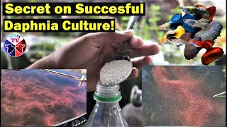 How to Culture Daphnia Successfully [upl. by Desiri]