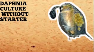 HOW TO CULTURE DAPHNIA NATURALLY WITHOUT A STARTER [upl. by Bilak621]