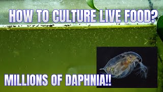 How to Culture Daphnia Secret Method to Breed MILLIONS  Simply Aquatic [upl. by Service843]