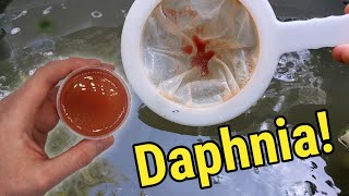 How I Culture Daphnia In Outdoor Tubs [upl. by Henryson57]