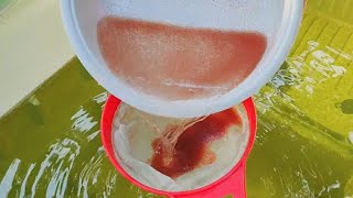 How to culture daphnia  Daphnia culture  How to grow daphnia outdoor [upl. by Aerdied]