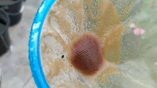 How to culture daphnia moina in a small container Part 1 English Subtitle [upl. by Laurette474]