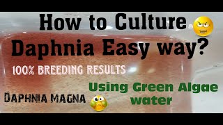 Daphnia MagnaHow to Culture Daphnia Easy wayCulturing Daphnia using Green water Daphnia [upl. by Morgun]