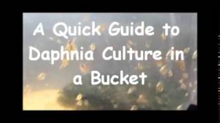 How to culture daphnia outside [upl. by Trinette]