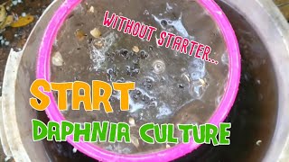 How to culture daphnia moina the easy way 1  Starting the Daphnia culture [upl. by Yahsed528]