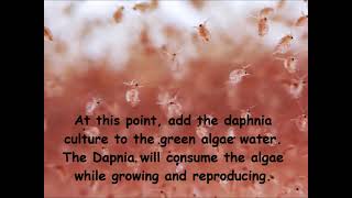 Daphnia  How to grow daphnia in your home [upl. by Dryfoos516]