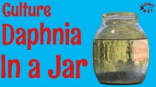 How to Culture Daphnia in a Jar [upl. by Neffirg]