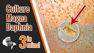 How to culture DAPHNIA MAGNA  The easy way [upl. by Auop264]