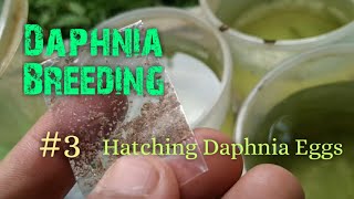 Daphnia Culture made simple and easy 3  Hatching Daphnia eggs [upl. by Hume]