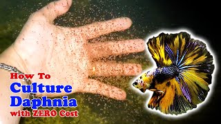 How to Culture Daphnia with ZERO Cost  Unlimited Live Food For Our Fish [upl. by Esya]