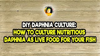 DIY Daphnia Culture How to Culture Nutritious Daphnia as Live Food for Your Fish [upl. by Neersan]