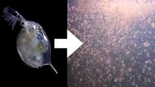 How I Culture Daphnia [upl. by Metzger]