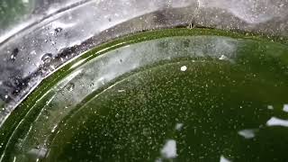 DAPHNIA MOINA CULTURE IN A SMALL BUCKET [upl. by Illek126]