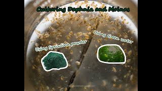 How To Culture Daphnia and Moinas using Green Water Spirulina powder [upl. by Bierman]