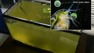 Raising Daphnia for the Freshwater Aquarium [upl. by Muir]