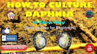 HOW TO CULTURE DAPHNIA In Easy Way [upl. by Oiralednac]